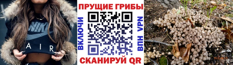 сайты даркнета клад  Андреаполь  Псилоцибиновые грибы GOLDEN TEACHER  что такое  